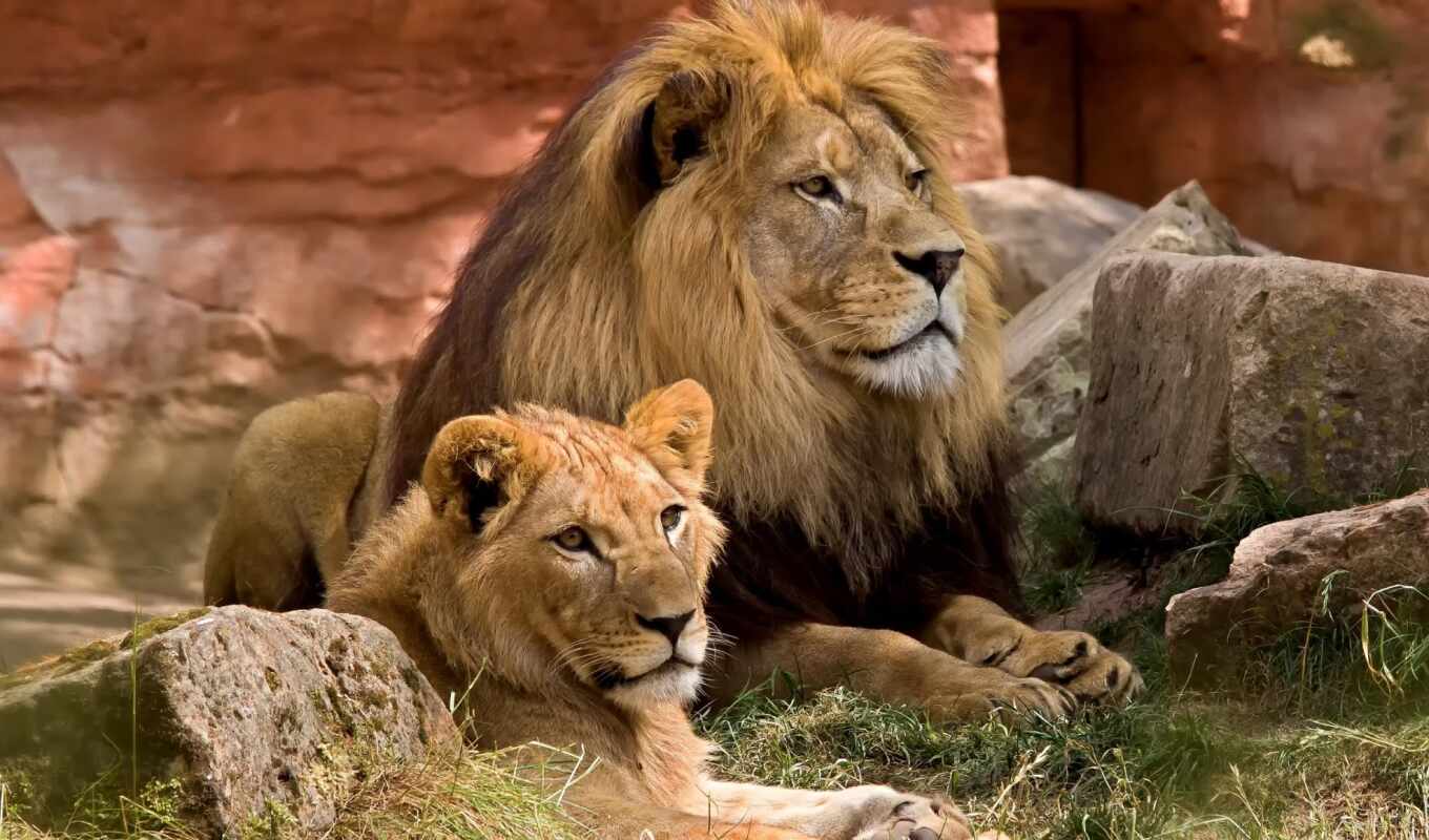 lion, cat, zoo, safari