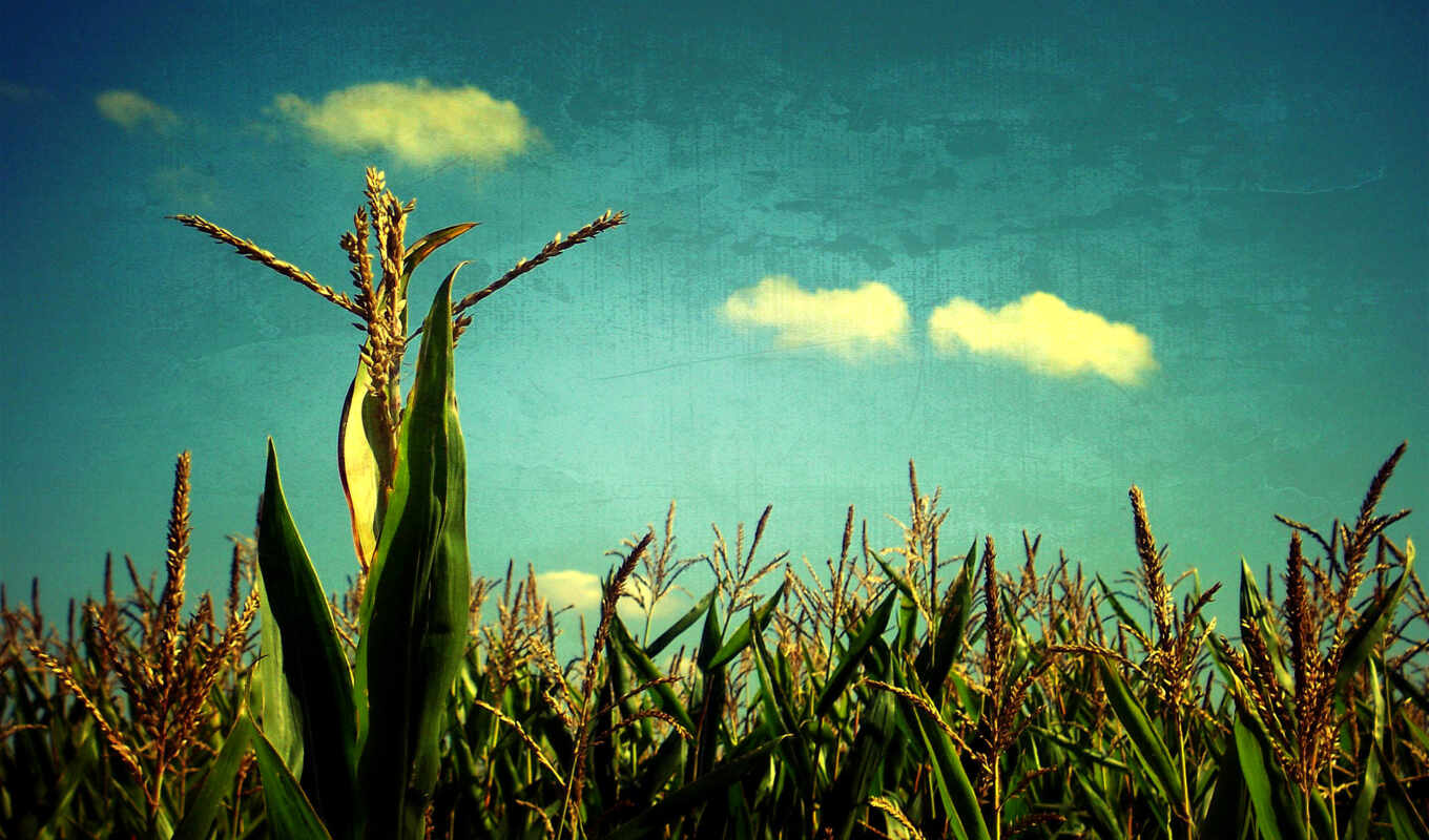 небо, art, поле, ферма, голубое, кукурузы, corn, производить, margin, сельское