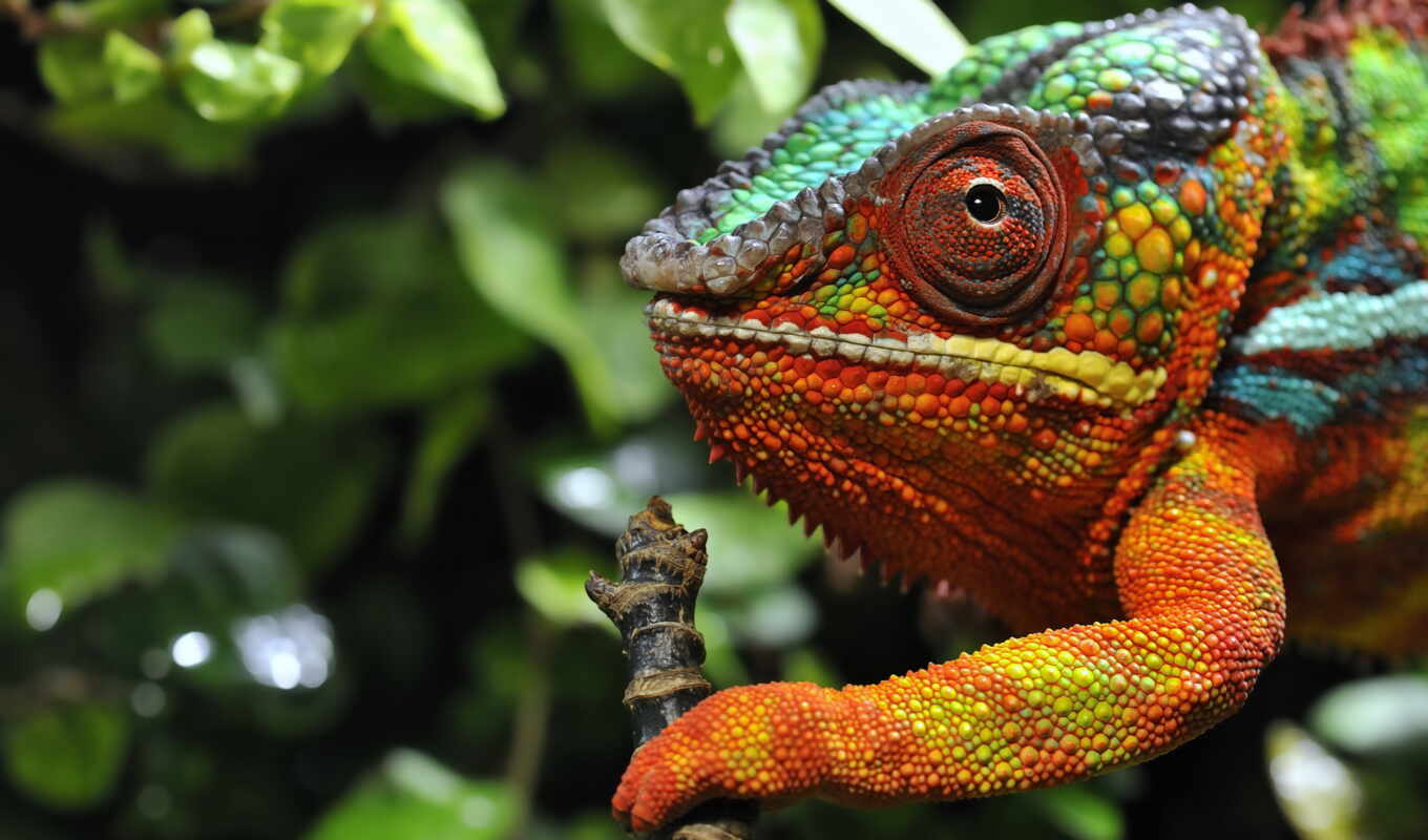 full, качества, multicolored, chameleon
