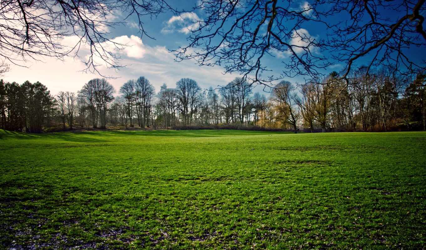 nature, sky, sun, grass, field, green, spring, trees, spring, drawings, trees