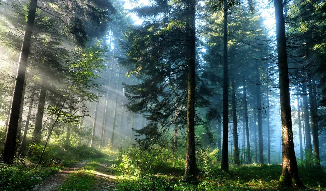 природа, лес, природы, trees