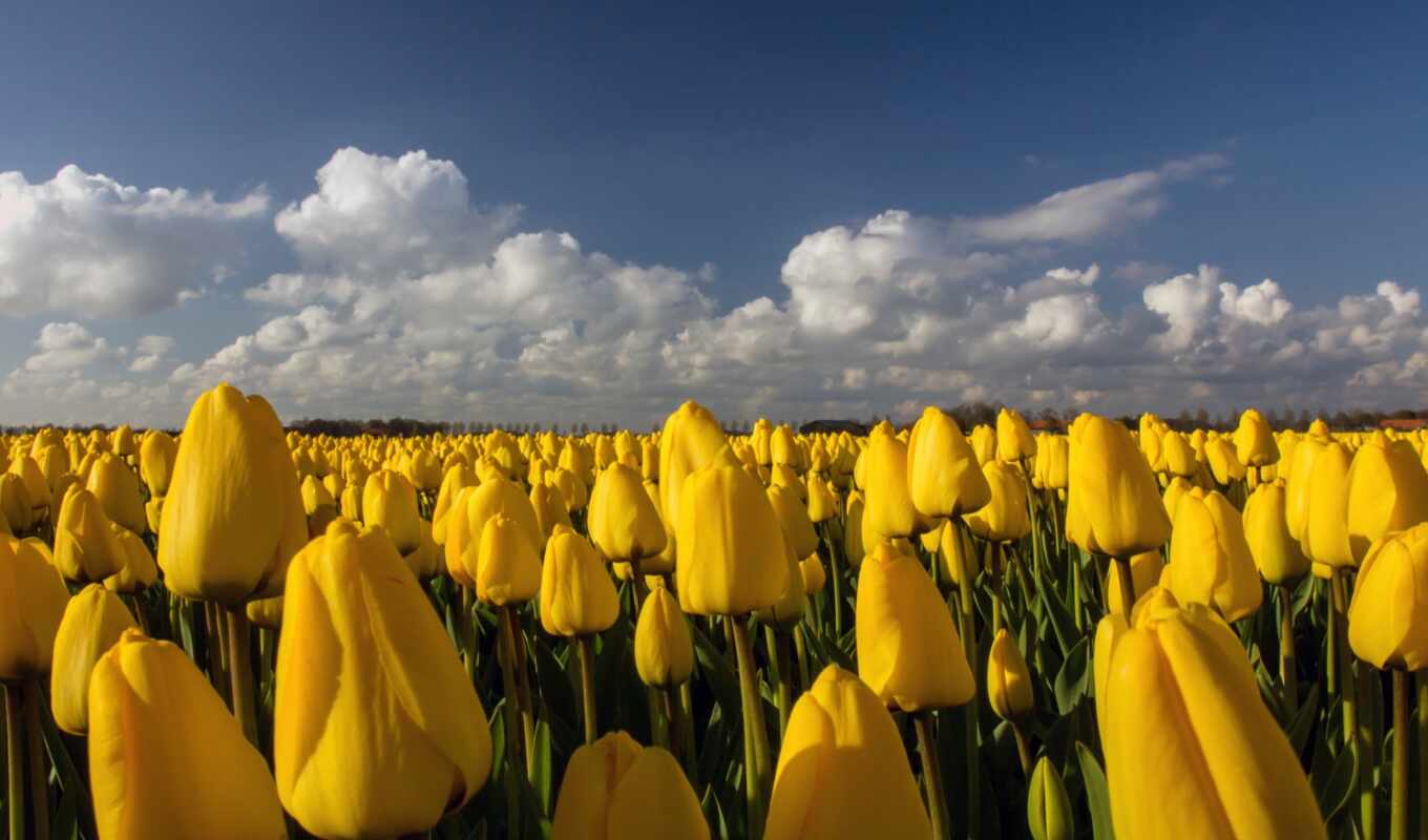 sky, field, yellow, yellow, tulips, plantation, cvety, many