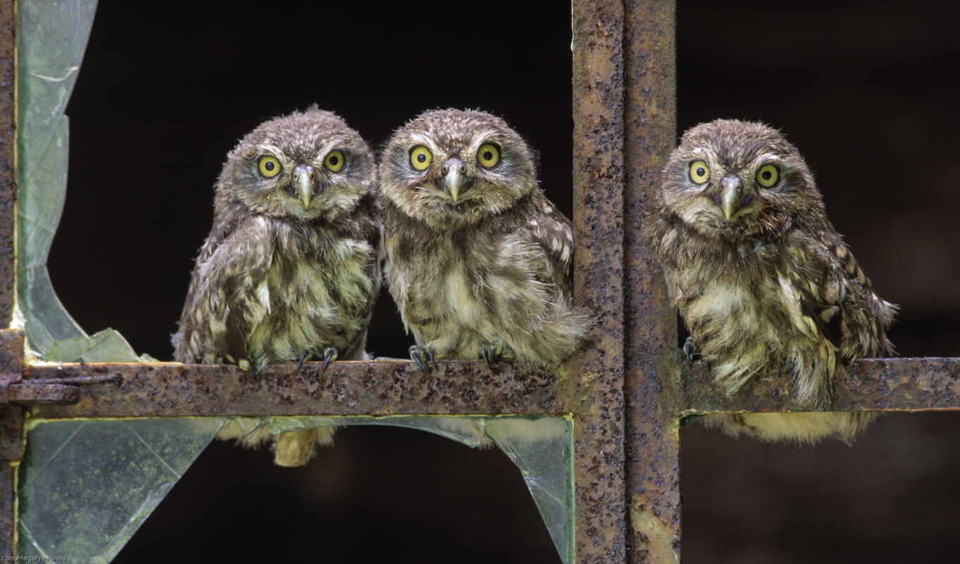 owl, three, bird, mrwallpaper