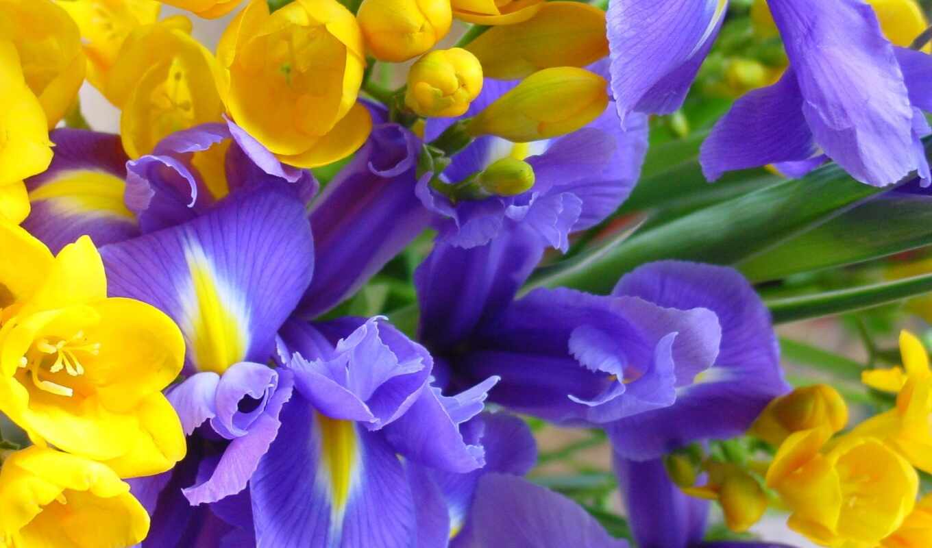 природа, цветы, purple, yellow, iris