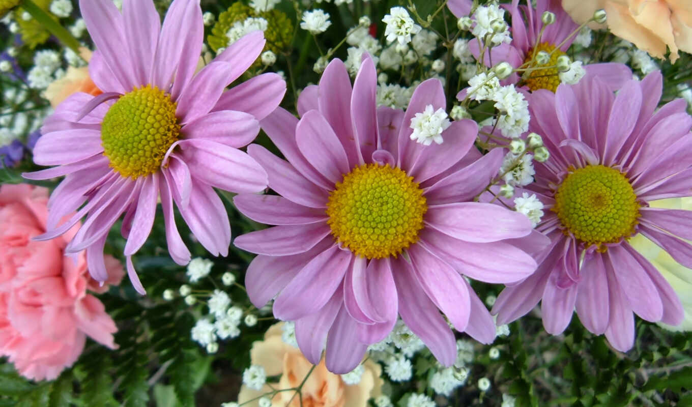 flowers, pink, daisy