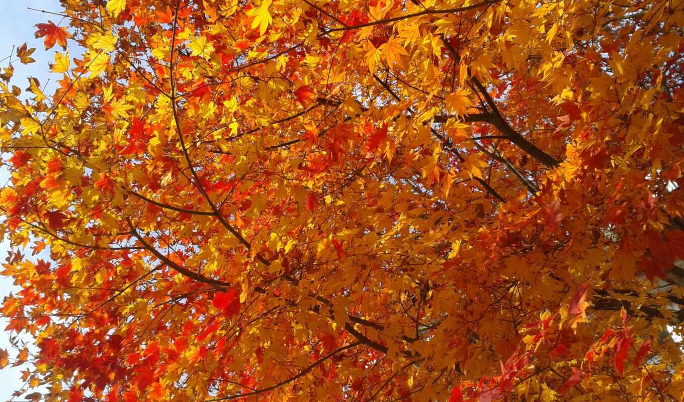 осень, leaf, hardwood