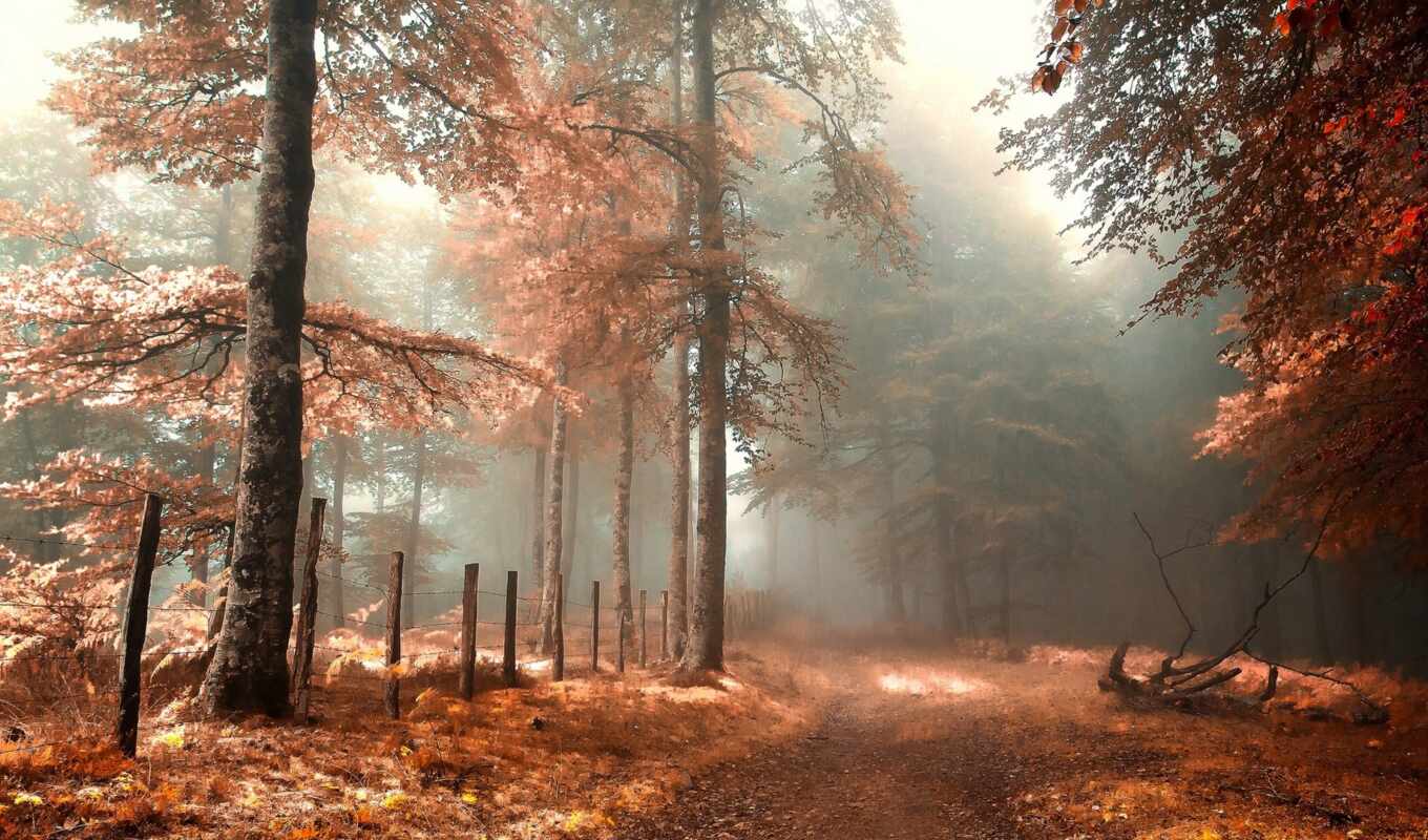 лес, осень, туман, дорогой