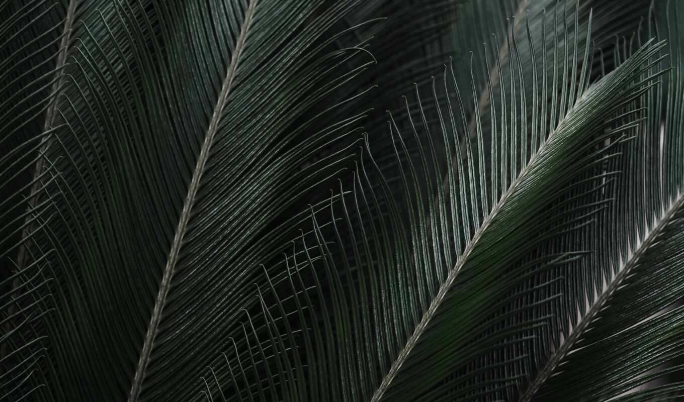 лист, branch, palm, папоротник, palma