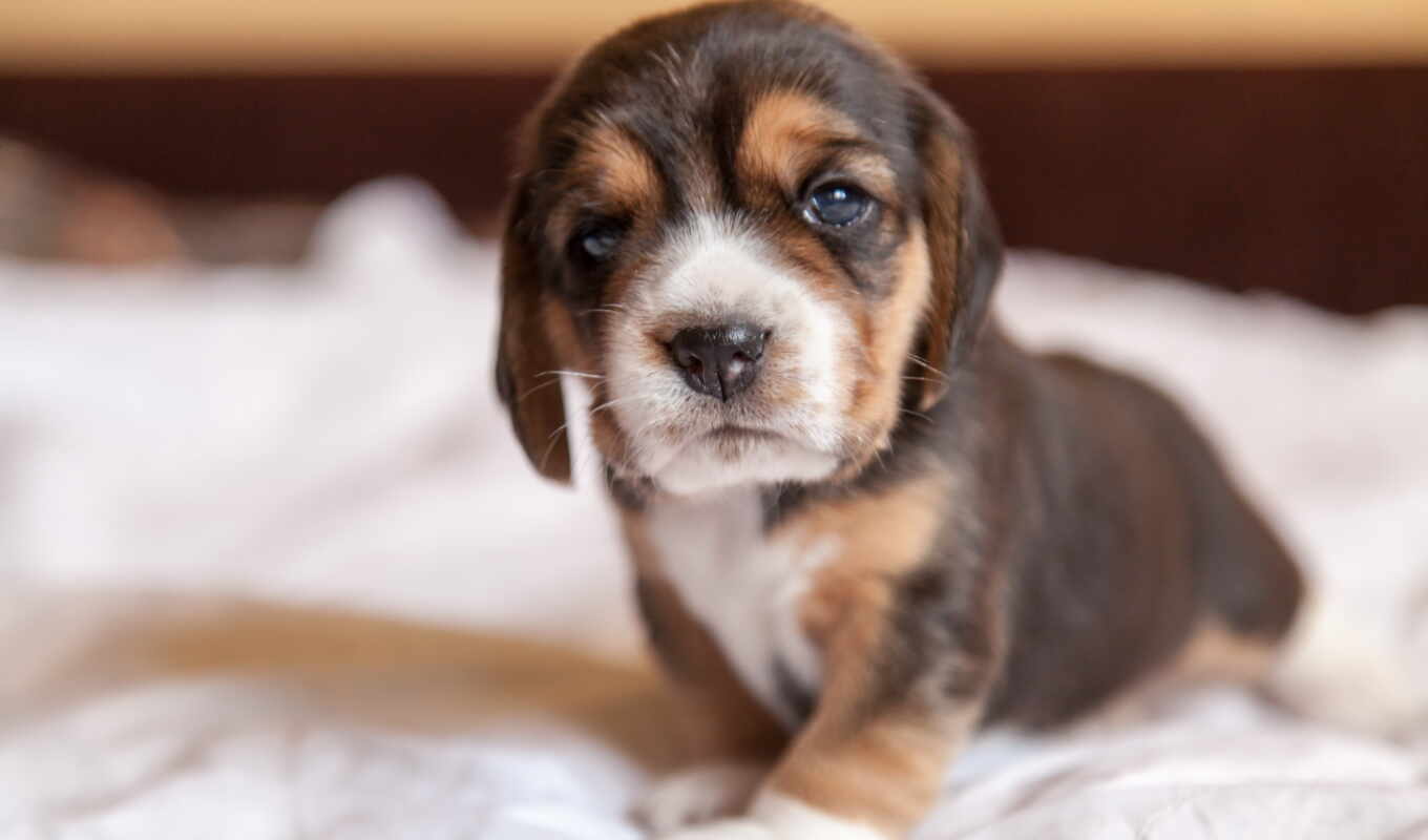 dog, puppy, beagle