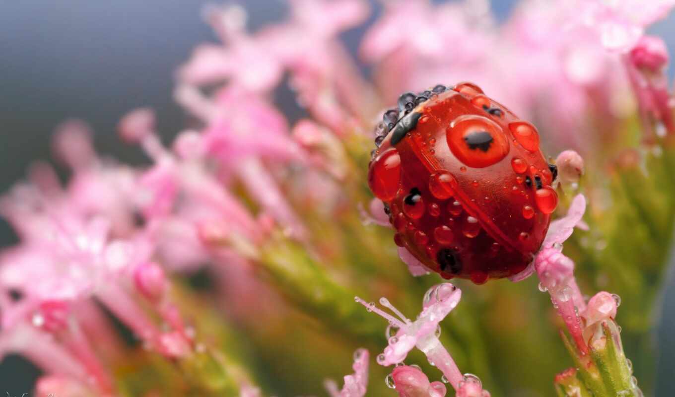 drops, macro, flowers, drops, insect, subject, God's, cow, ladybug, pink