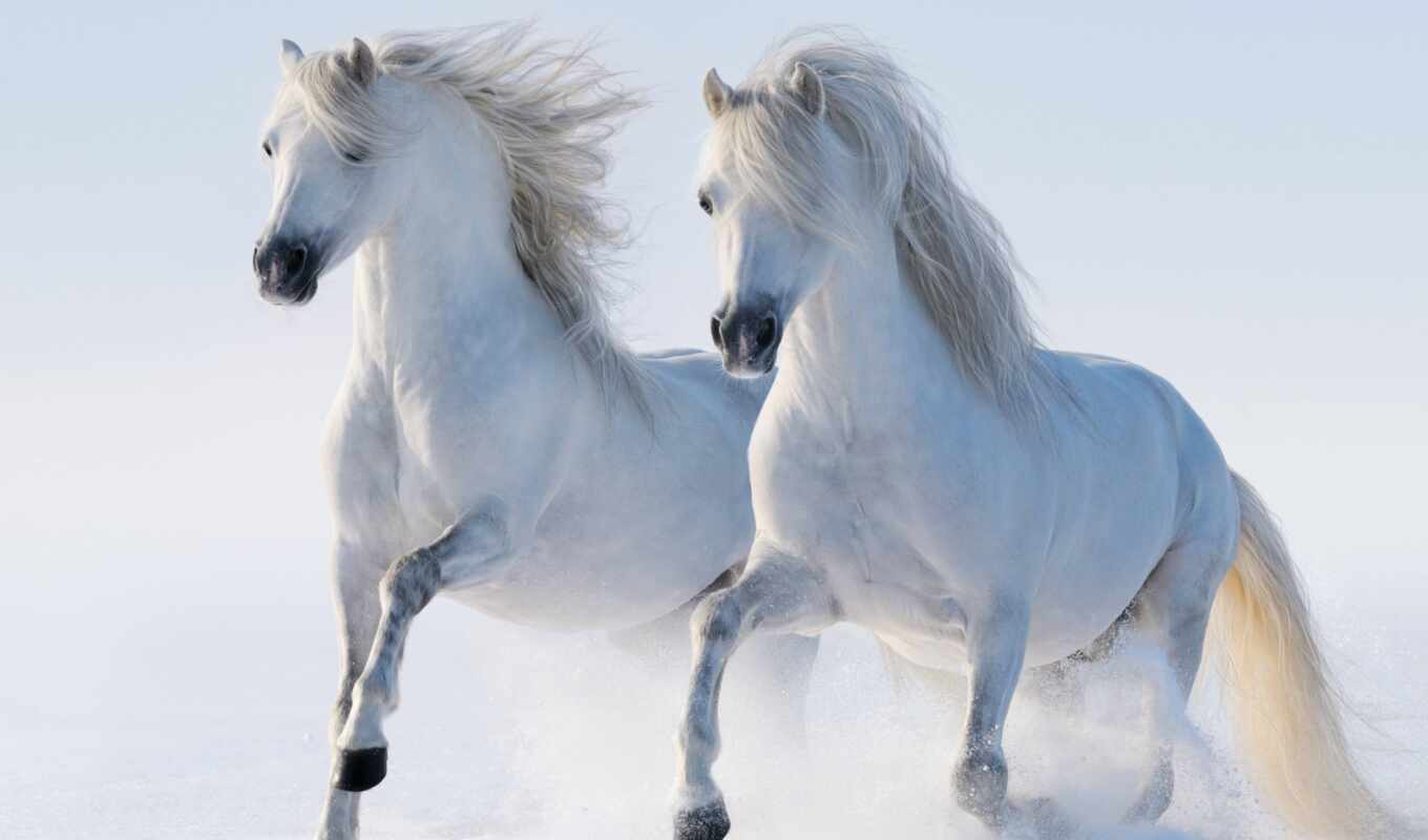 free, лошадь, animal, красивый