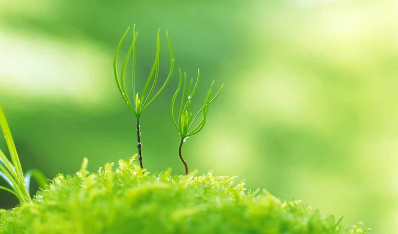 nature, background, pattern, sprout, plant, powerpoint, pep, makryi