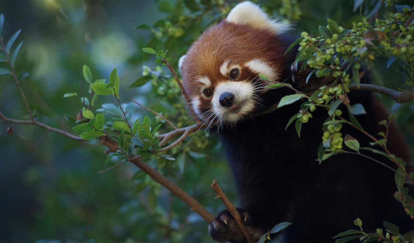 red, дерево, cute, little, панда, branch, animal, small, кроган