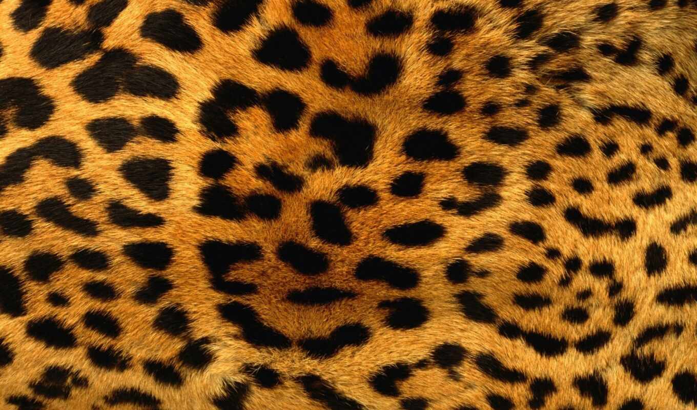 texture, dog, leopard, seamless, spot