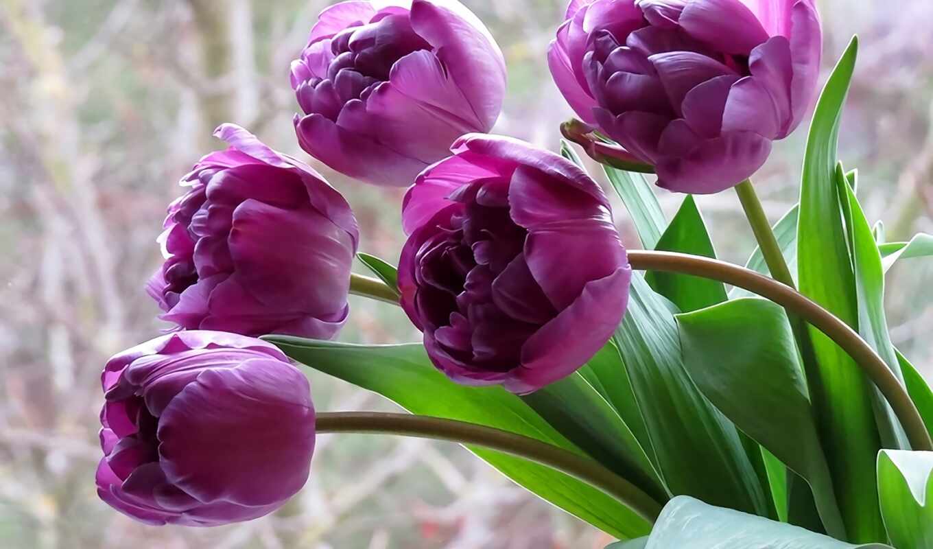 flowers, purple, day, spring, morning, mood, tulip, wish, peakpxpage