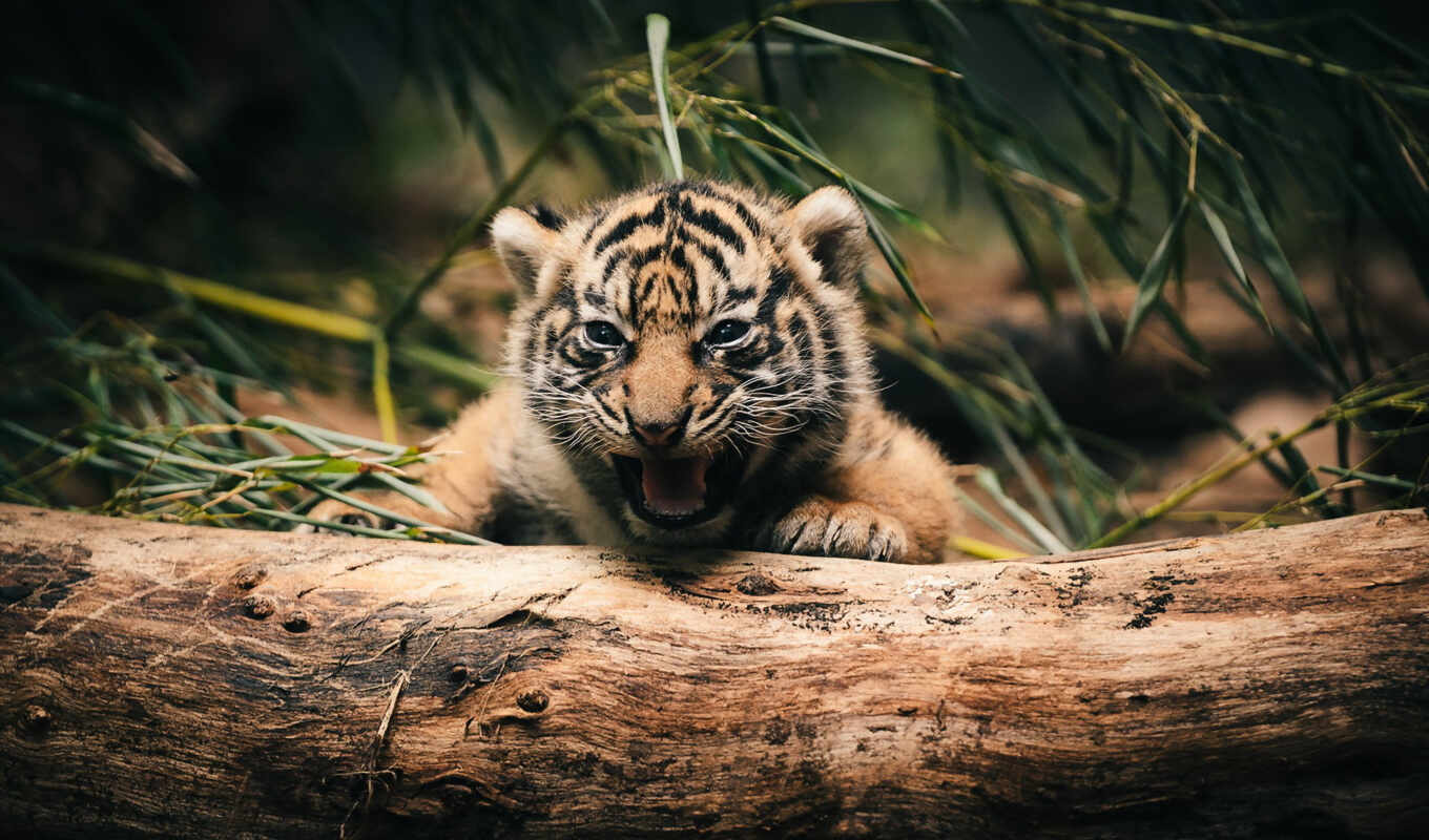 ipad, cute, little, тигр, тигренок, маленький