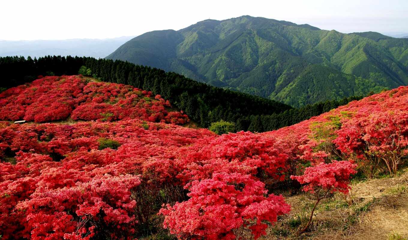 горы, природа, деревья, цветы, красные, лес, поле, пейзаж, кусты