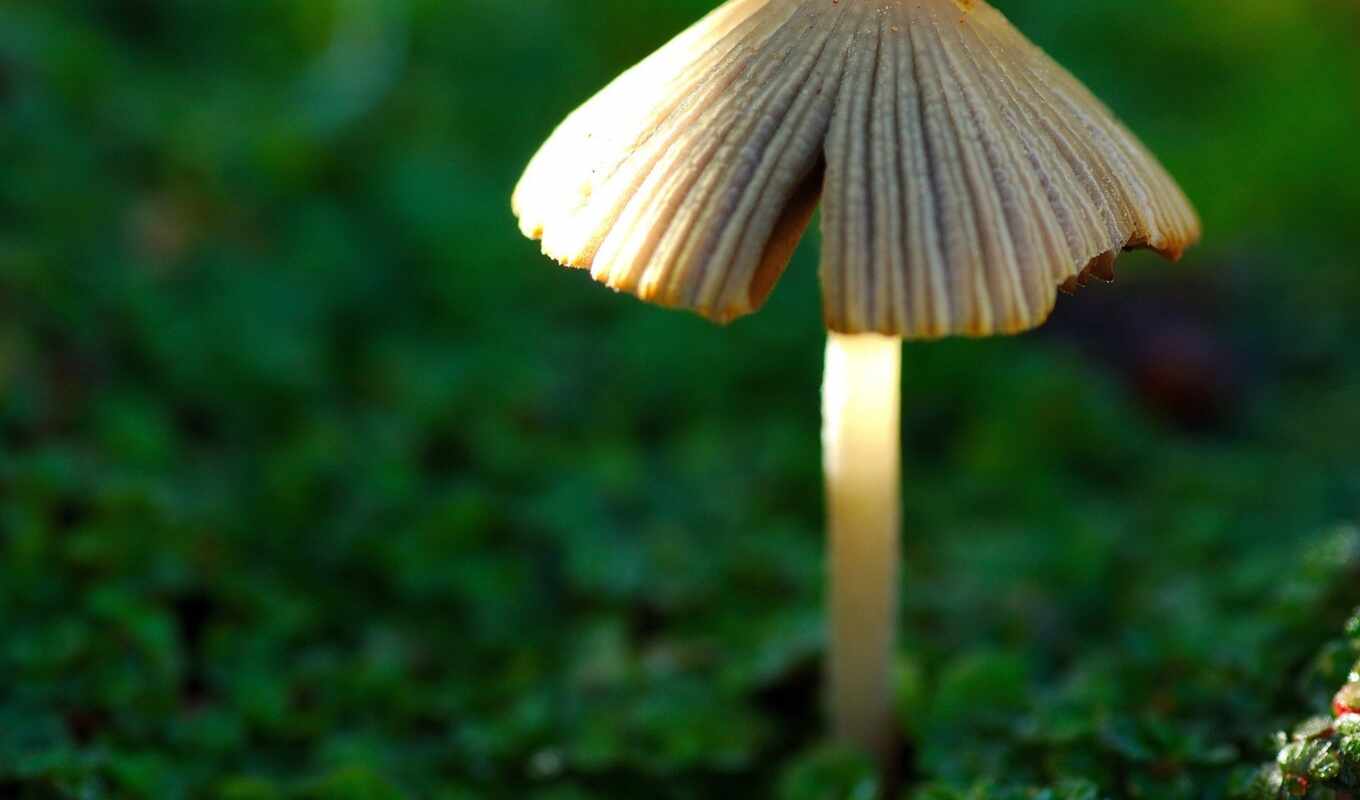 природа, hinh, nen, лес, mushrooms, mushroom