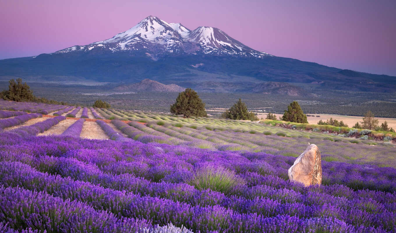 lavender, french, лавандовые, крыму, прованс, франции, прованса, лавандовых, полей, метки, margin