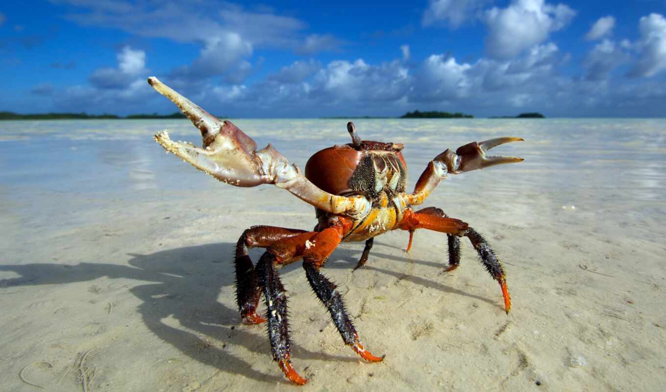 макро, пляж, песок, animals, land, crab, fat, крутяк, родео