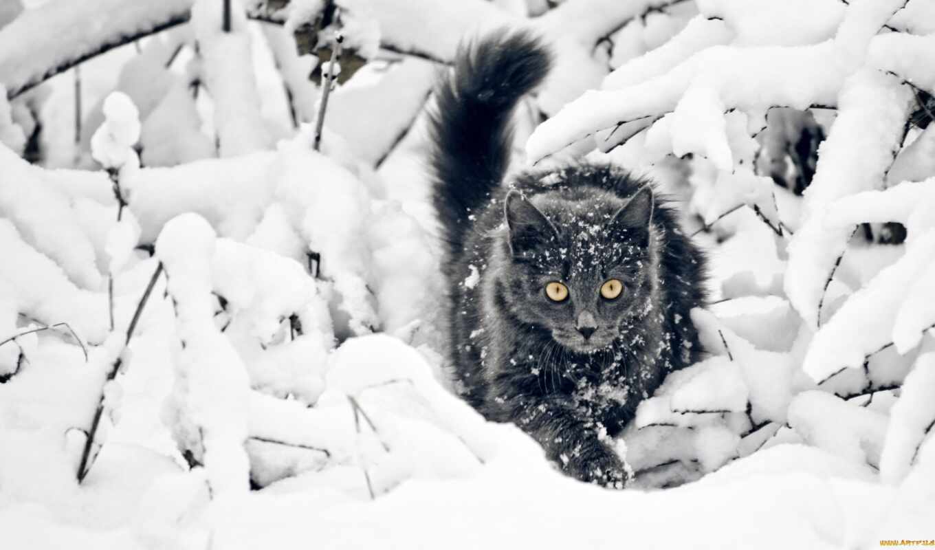 snow, winter, cat, cats, snow, zhivotnye