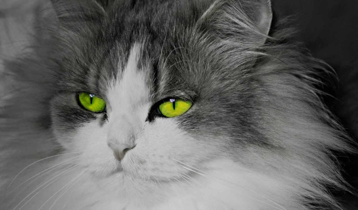 хороший, free, глаз, зелёный, кот, animal, красивый, зеленое, narrow