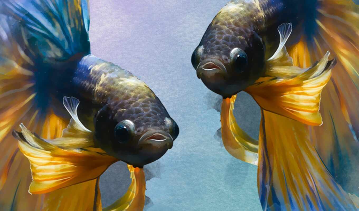 fish, аквариум