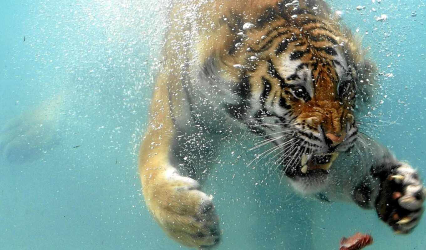 water, tiger, floating, because