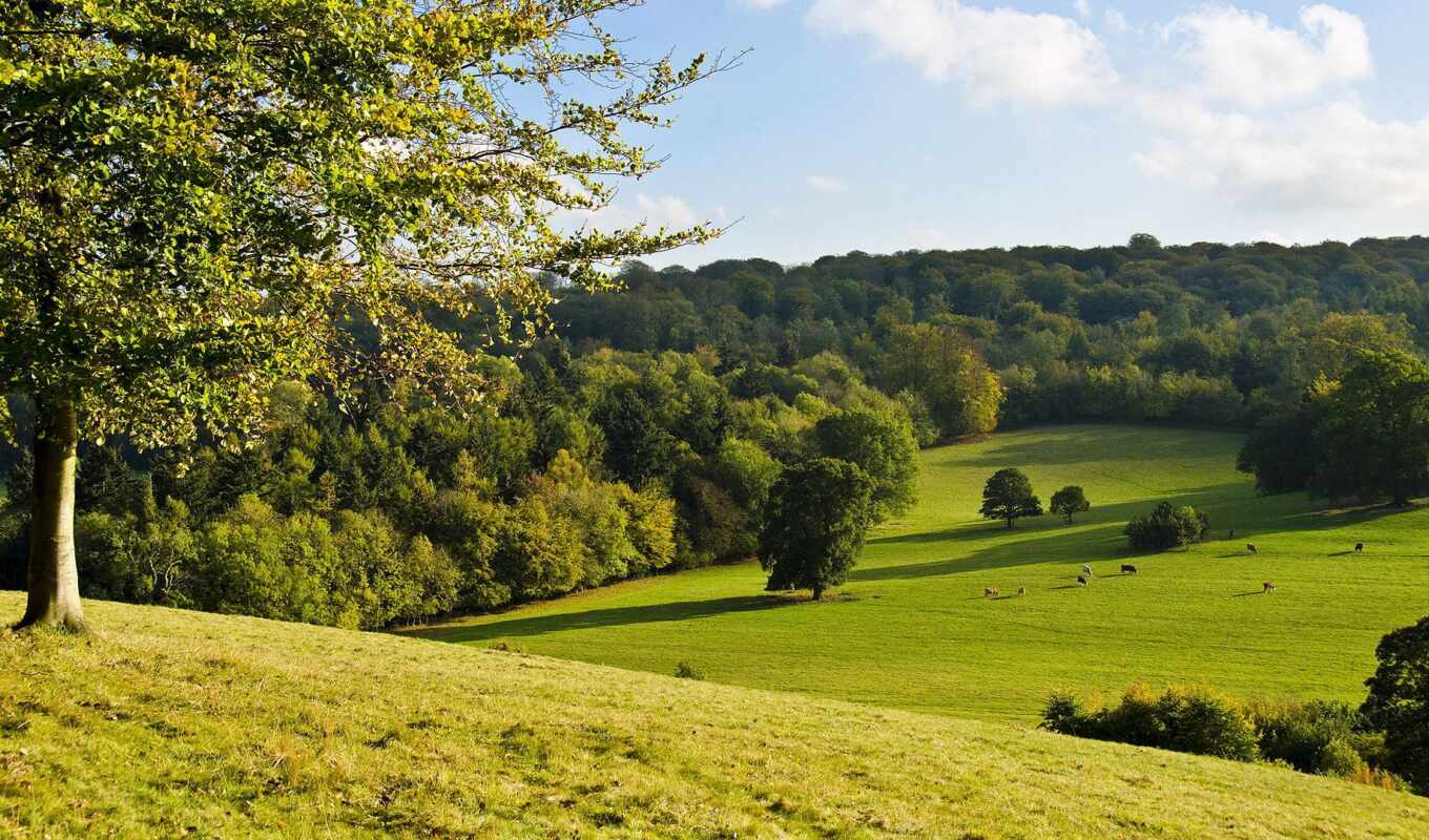 forest, landscape, pic, because