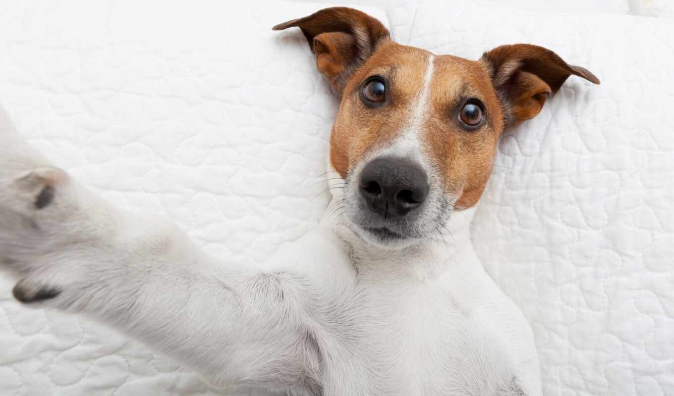 dog, animal, jack, Russell, bull terrier, selfie