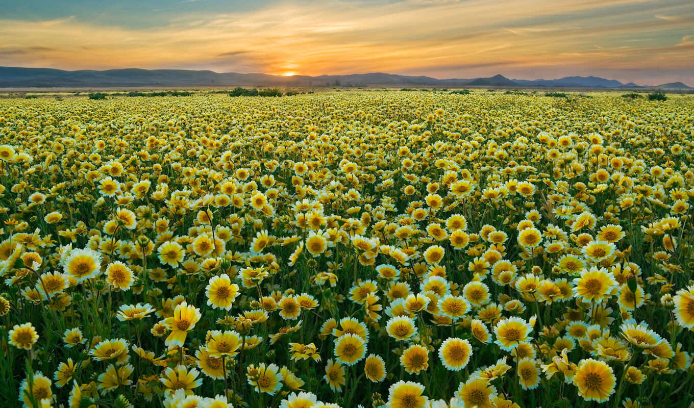 nature, flowers, sunset, field