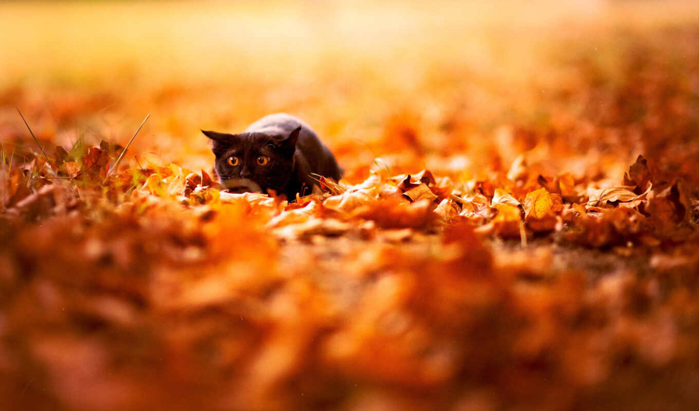 природа, black, кот, осень, листва, яркие
