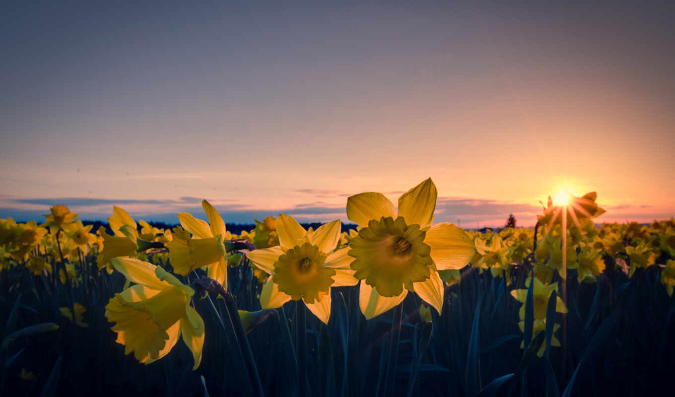 sun, field, evening, yellow, cvety, daffodils, petals