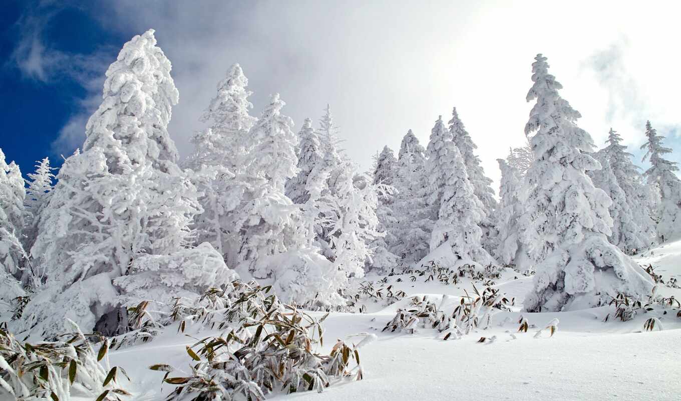 природа, снег, winter, лес, высоком, covered