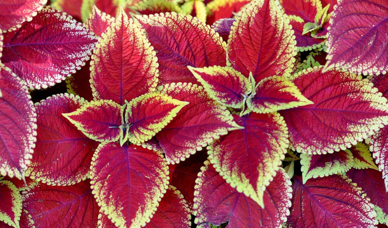 flowers, view, moscow, million, bloom, flower, coleus, reference, rastene