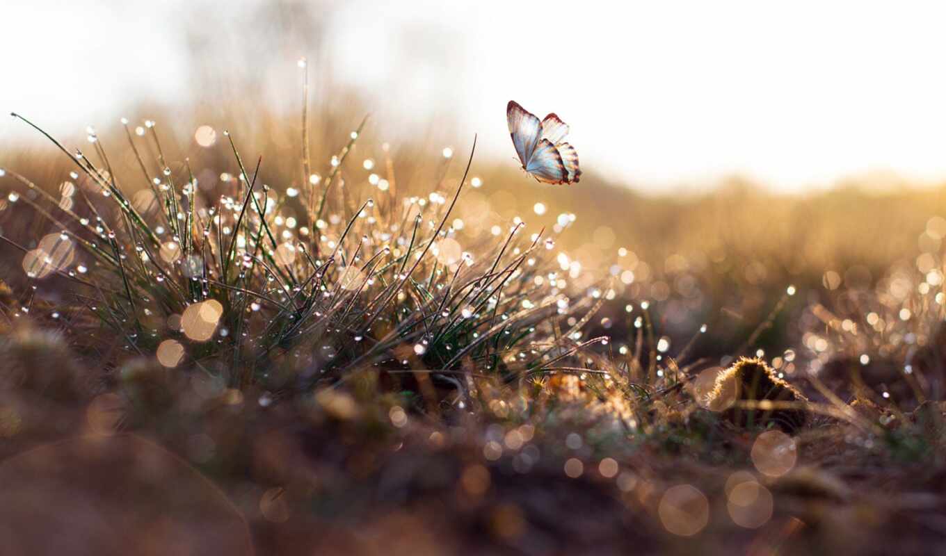 drop, grass, butterfly, dew, morning, makryi