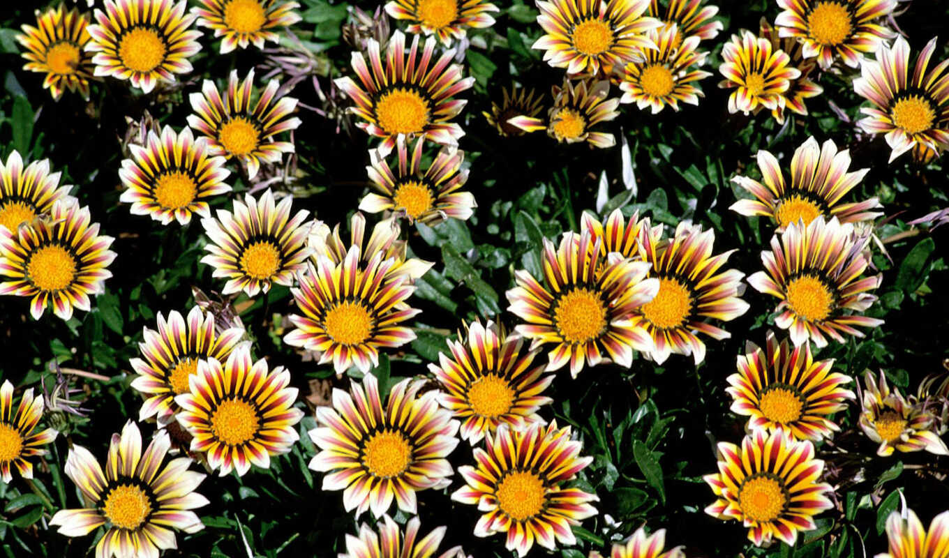 фото, цветы, красочные, foto, chrysanthemum, lovely, клумба, каруна