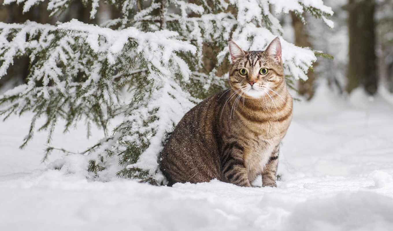 снег, winter, кот