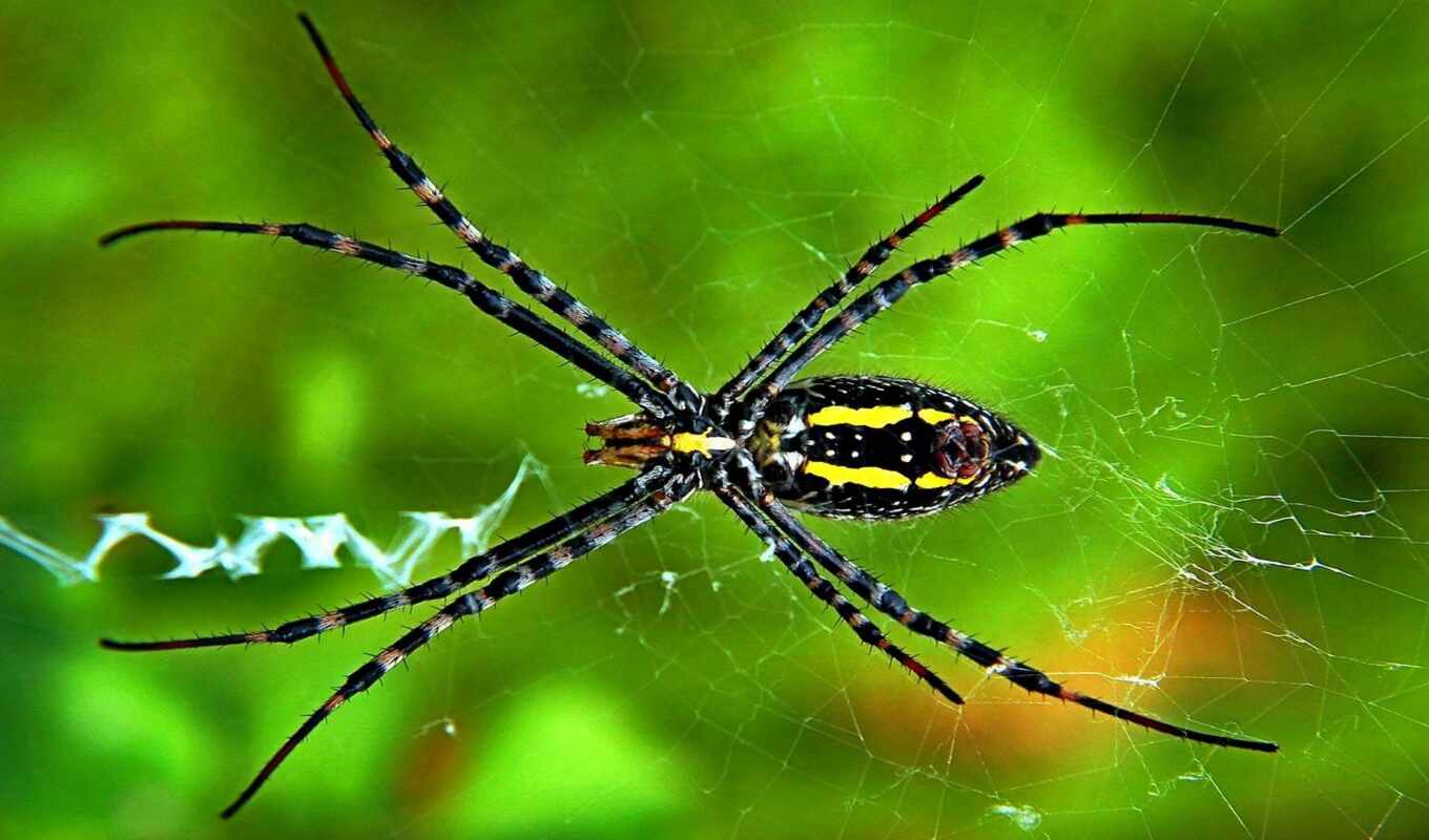 web, garden, animal, паук, насекомое