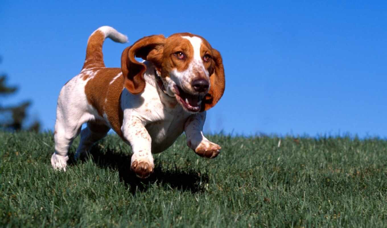 dog, animal, beagle, basset, hound, bull terrier, a mammal