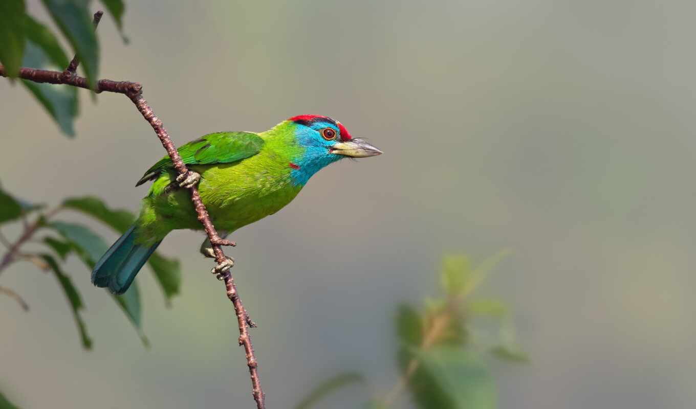 blue, bird, throat, barbette