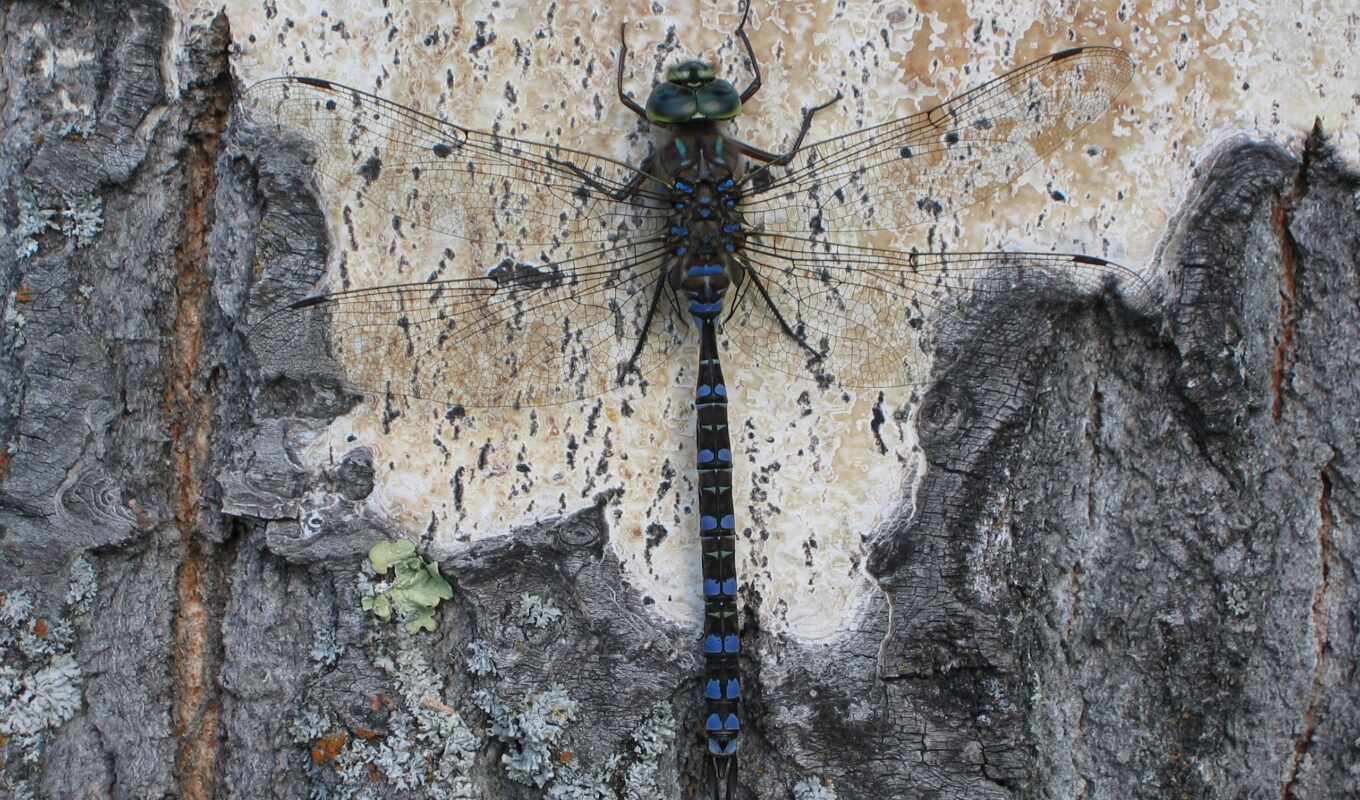 wallpaper, tree, dragonfly