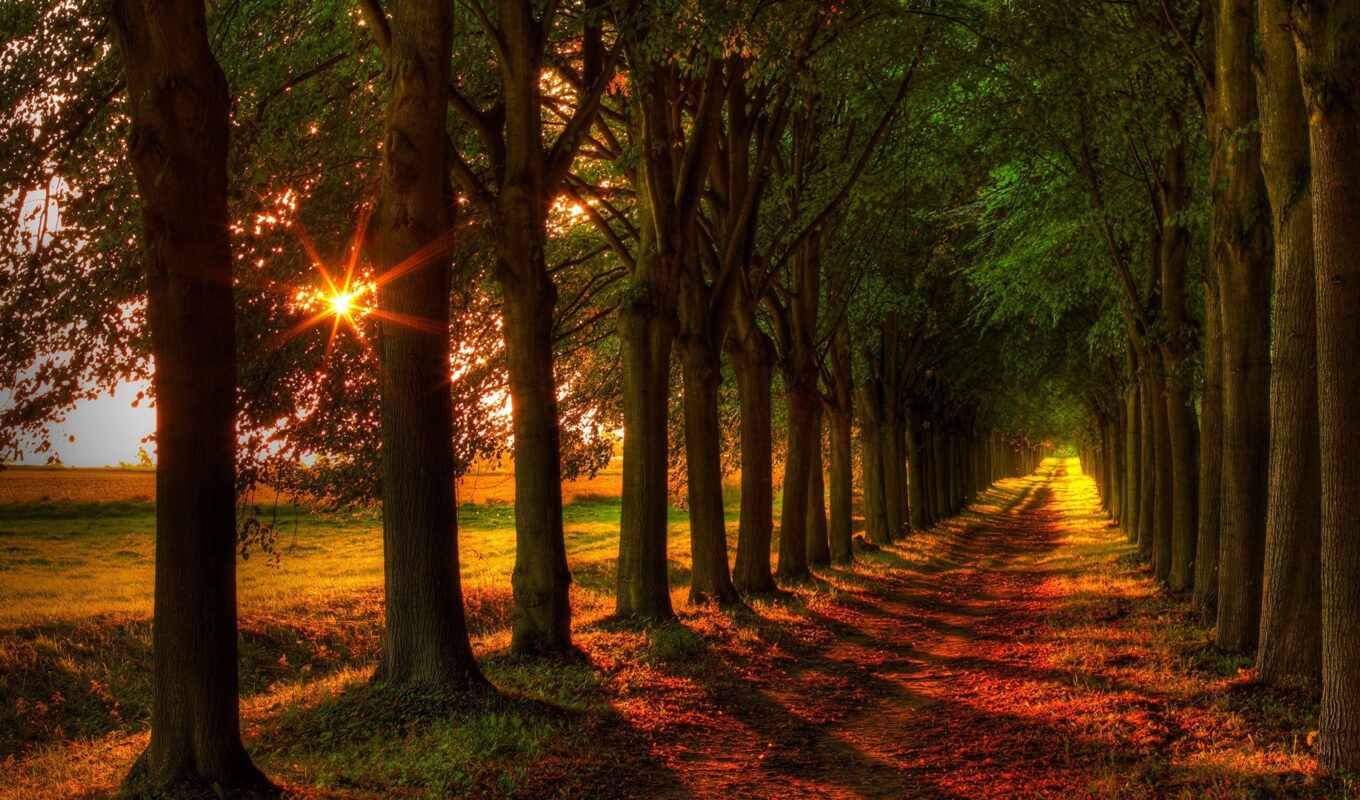 деревья, свет, дорога, landscape
