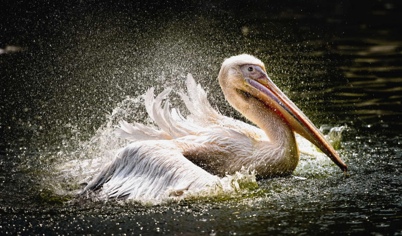 news, pelican
