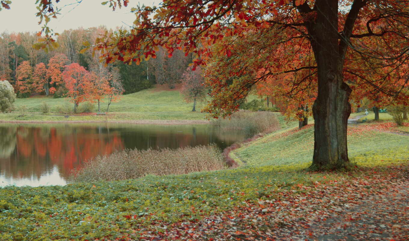 forest, autumn, Saint, petersburg, agreshnov