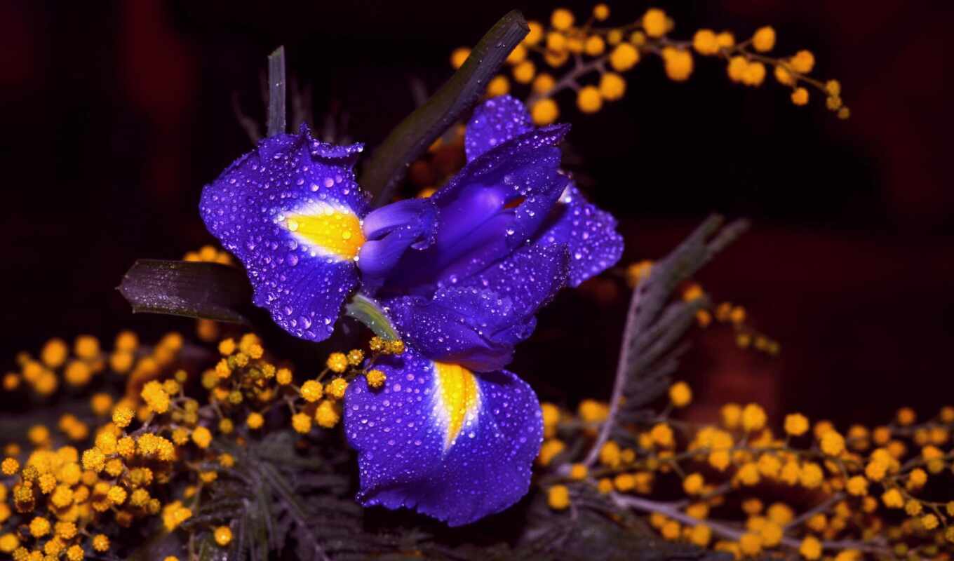 цветы, blue, purple, лепестки, крокус, разноцветие, iris, цветочное, cobalt