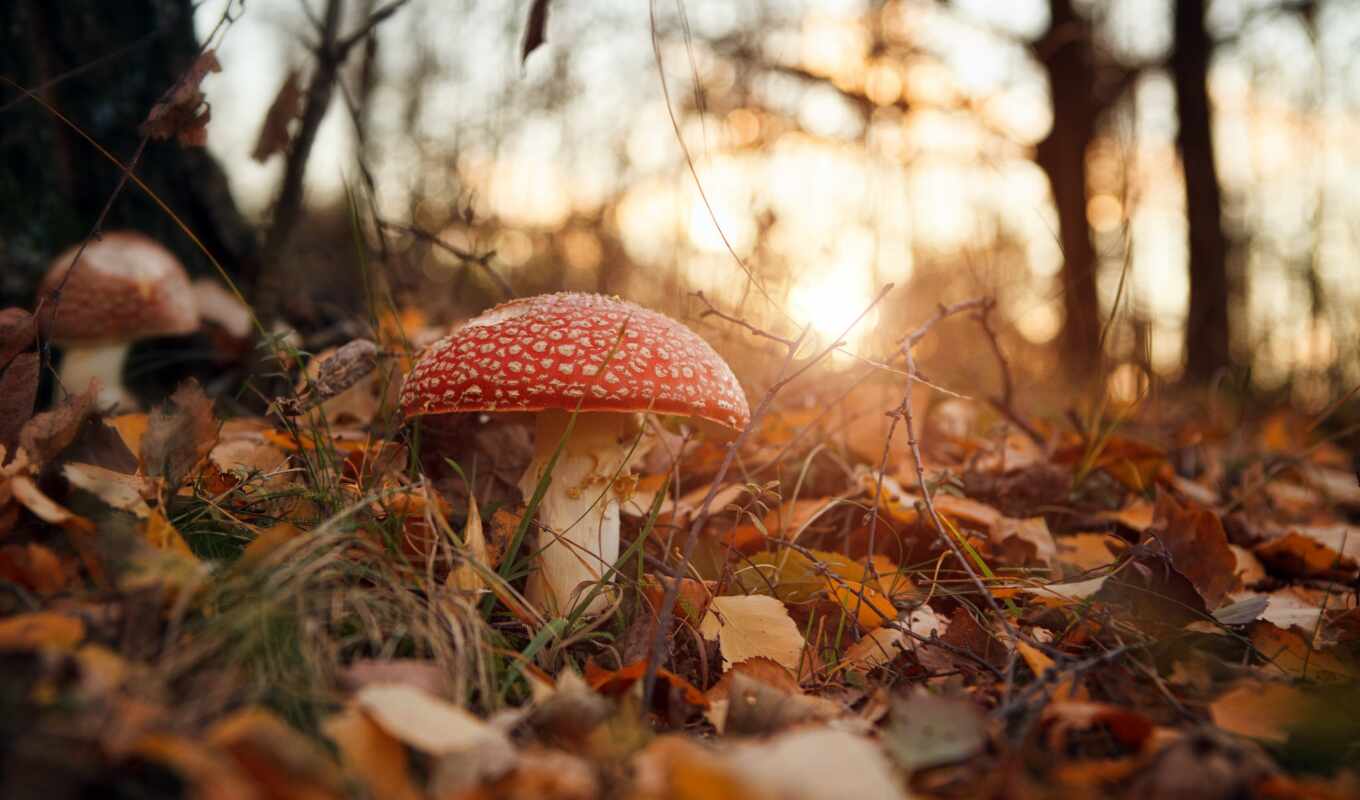 nature, forest, autumn, mushroom, fly agaric