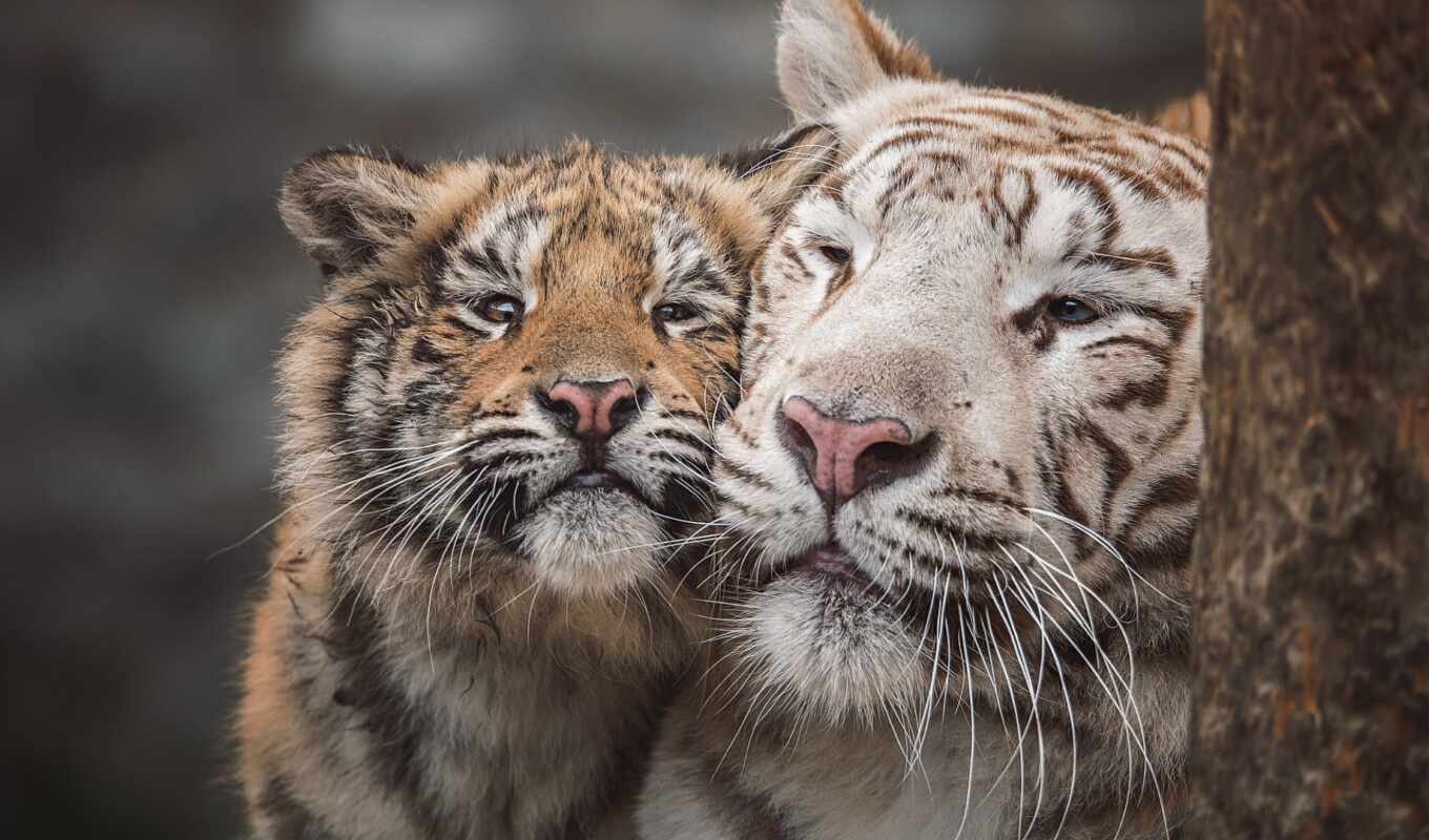 image, tiger, animal, the cub, tigris, bengali, upload, free, awesome, id, djur