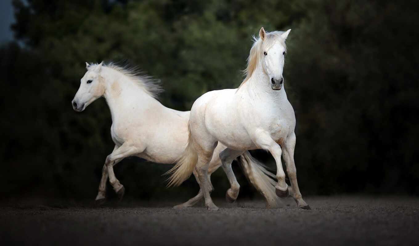 природа, фото, white, лошадь, herb, otlar