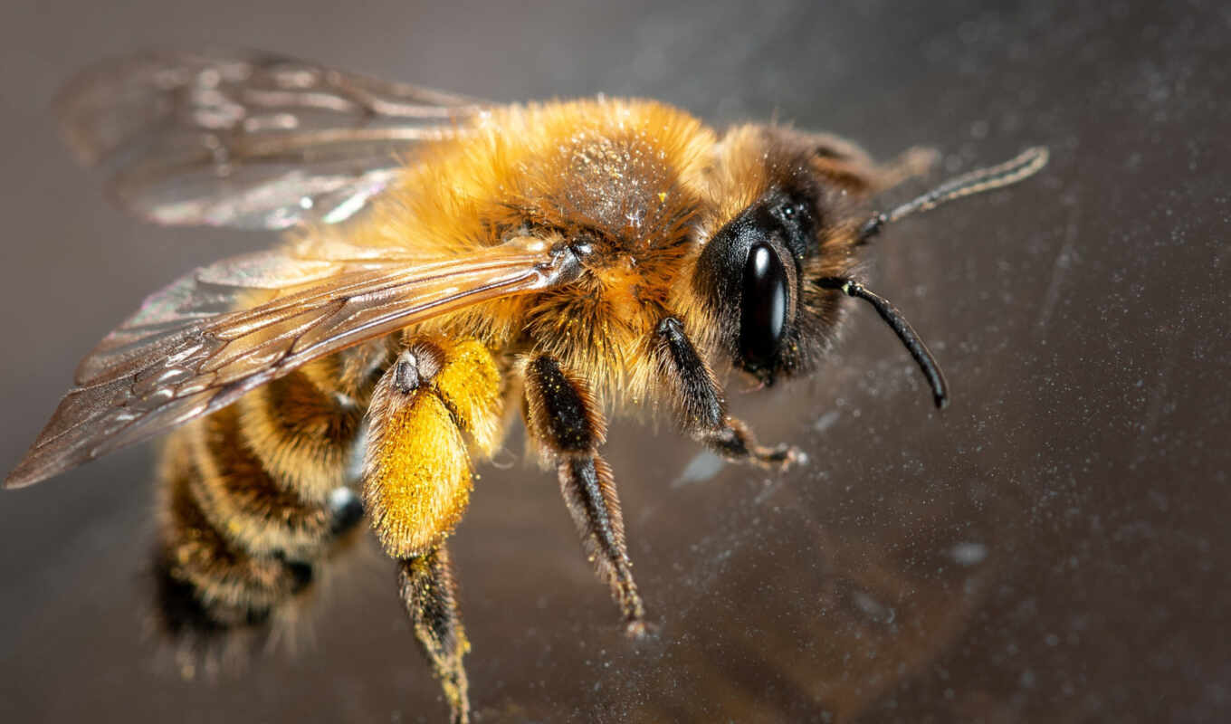 nature, bee, animal, screen, picture, bee, close, animals, makryi